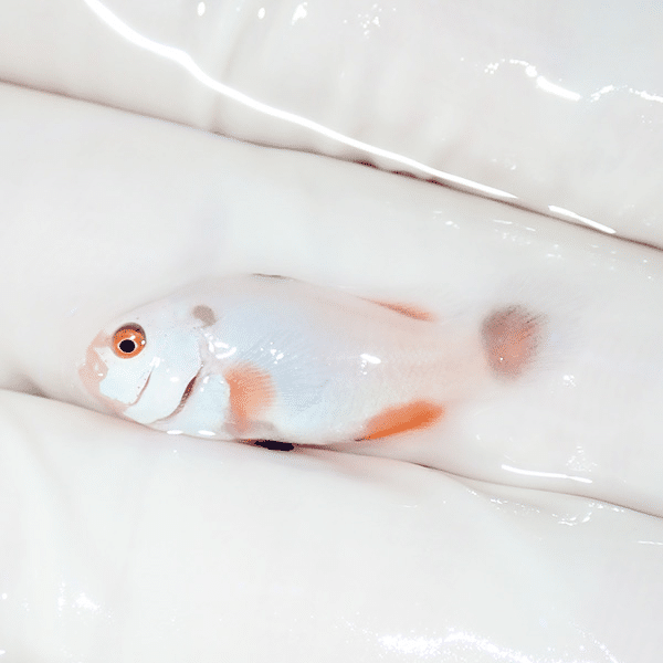 【現物2】プラチナオセラリス 2.5cm±