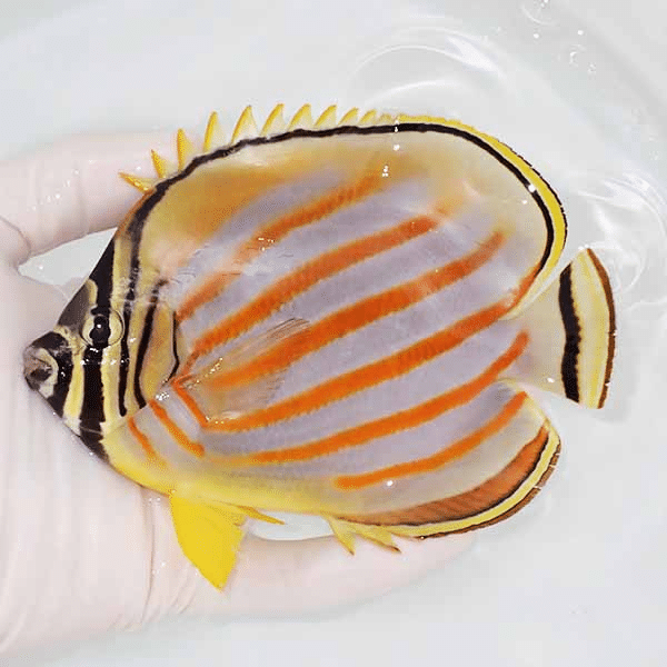 【現物】ハナグロチョウBIG 14cm±