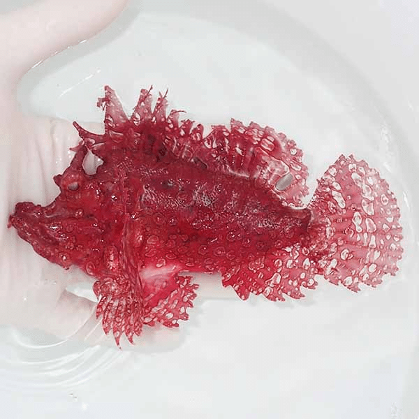 【現物1】ボロカサゴ 15cm±