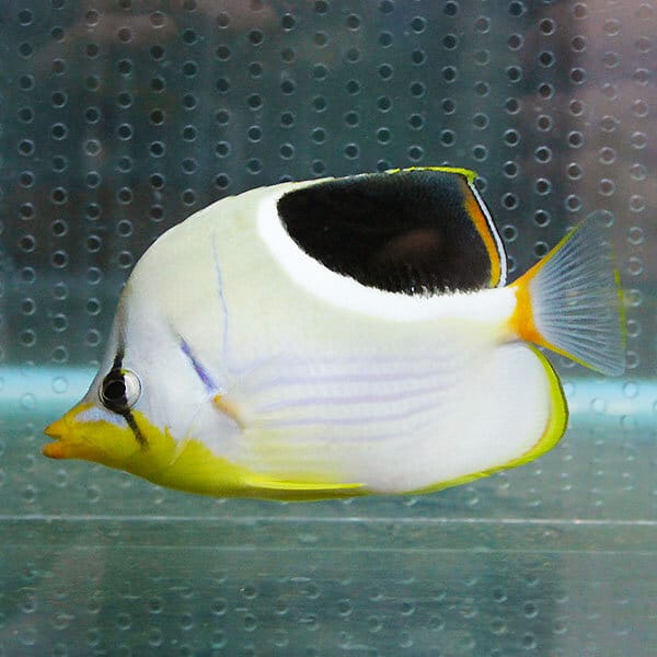 セグロチョウ 8-10cm±