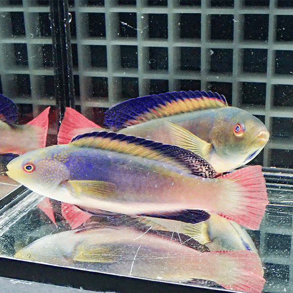 【現物】マーシャル産スコットラス ペア ♂12cm♀10cm±