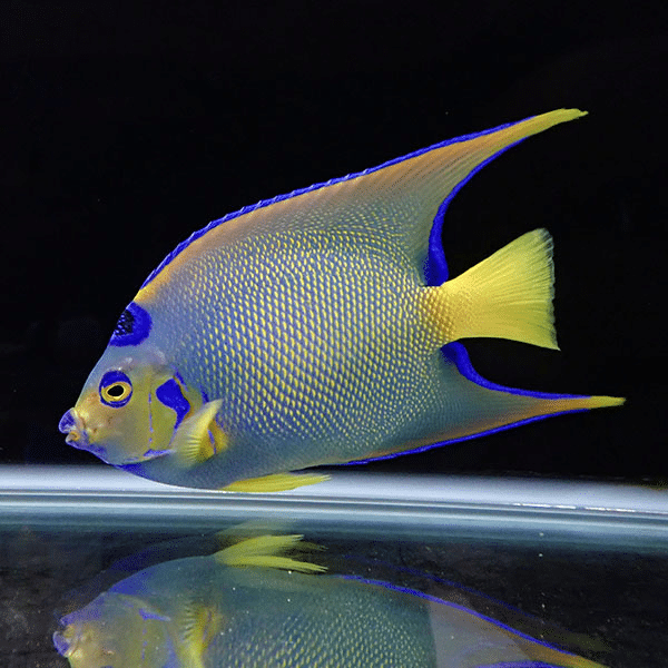 【現物】クイーンエンゼル ベリーズ産 19.5cm±