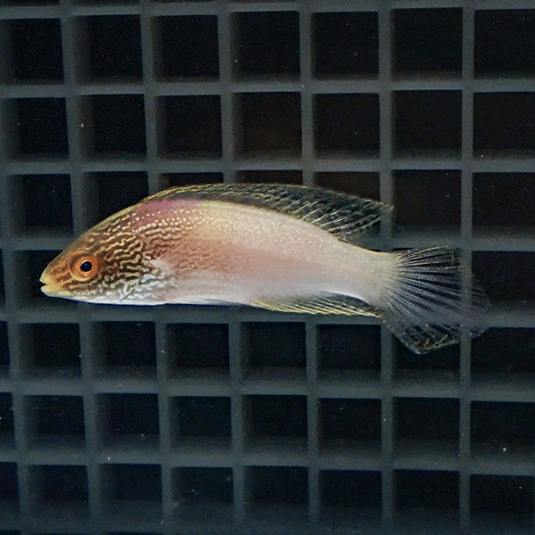 【現物】マーシャル産 ローンボイドフェアリーラス 7.5cm±