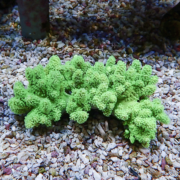 【サンゴ現物10】トサカ.sp 10-6cm 沖縄産