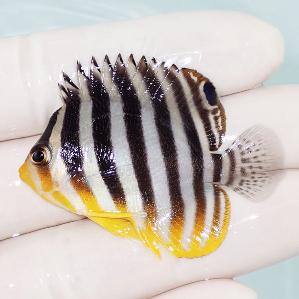 【現物10】シマヤッコ 5cm±