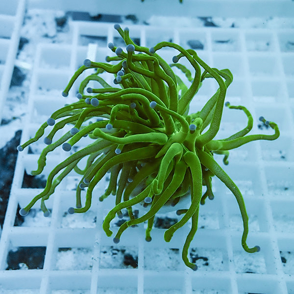 【サンゴ現物10】フラワーコーラルフラグ