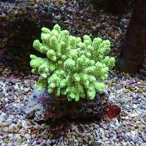 【サンゴ現物10】トサカ.sp 8-9cm 沖縄産