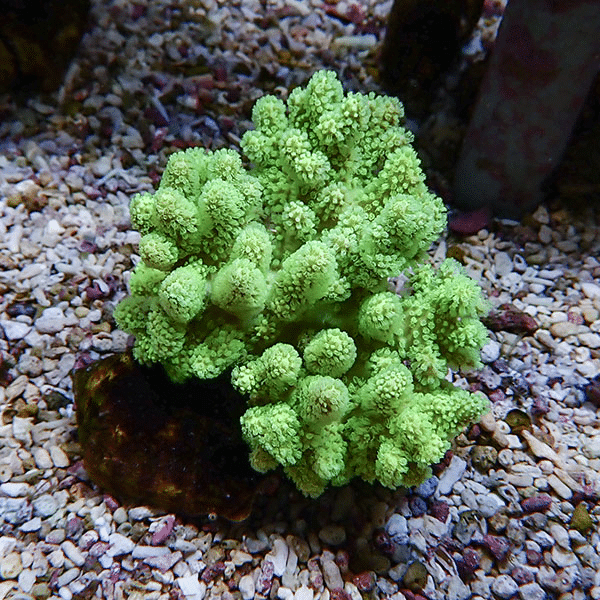 【サンゴ現物11】トサカ.sp 8-8cm沖縄産