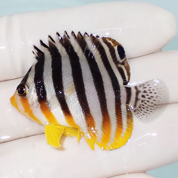 【現物11】シマヤッコ 4.7cm±