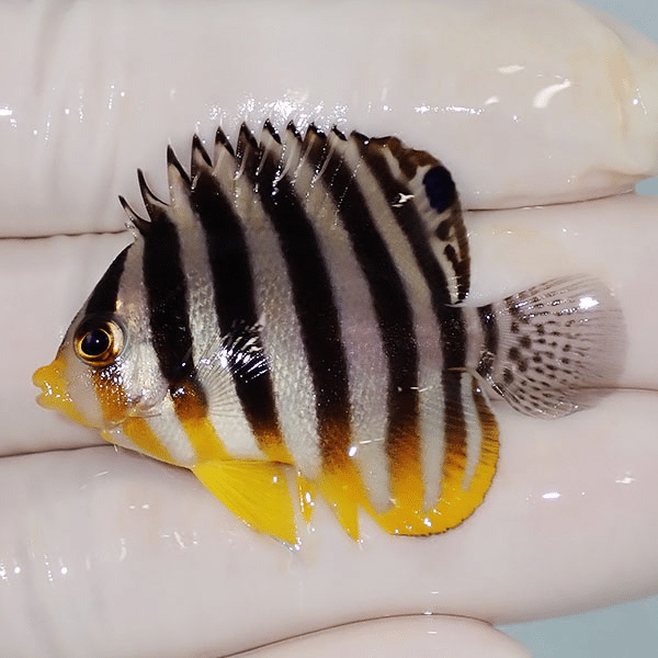 【現物12】シマヤッコ 4.5cm±