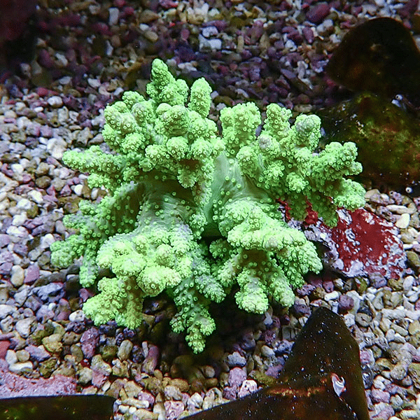 【サンゴ現物11】トサカ.sp 8-9cm沖縄産