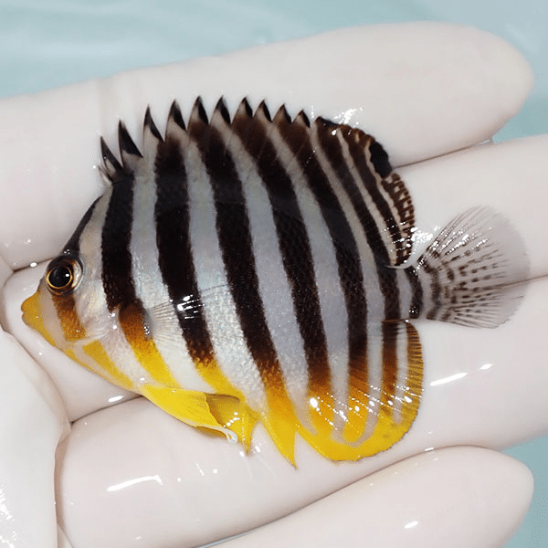 【現物11】シマヤッコ 5.5cm±