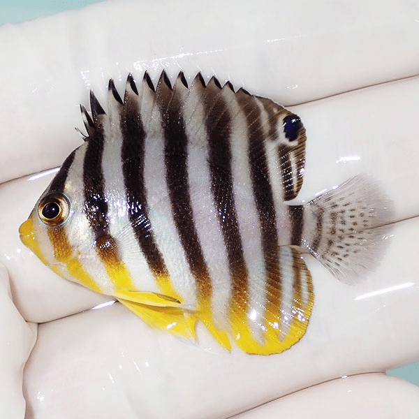 【現物12】シマヤッコ 4.5cm±