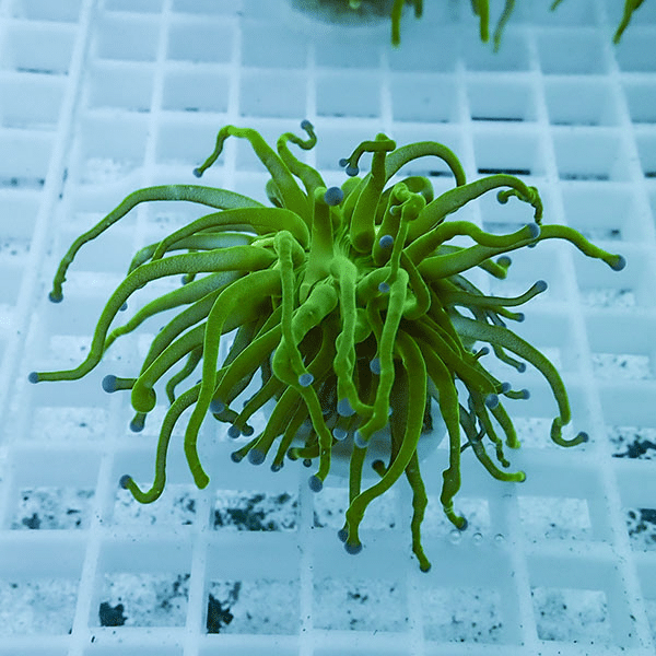 【サンゴ現物12】フラワーコーラルフラグ