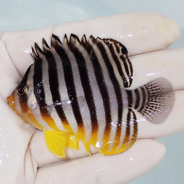 【現物11】シマヤッコ 6.7cm±