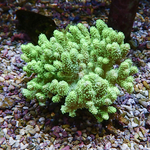 【サンゴ現物12】トサカ.sp 10-9cm沖縄産