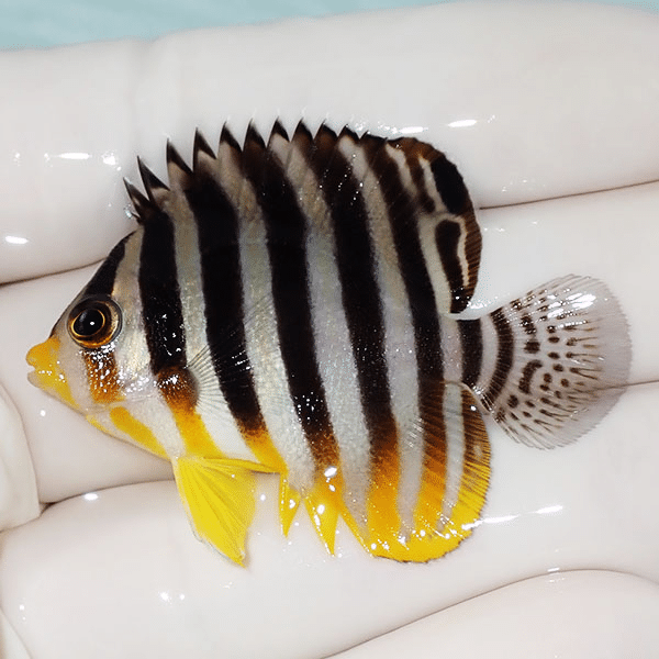 【現物12】シマヤッコ 4.7cm±