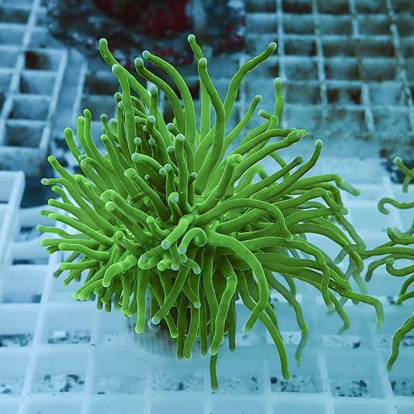 【サンゴ現物13】フラワーコーラルフラグ