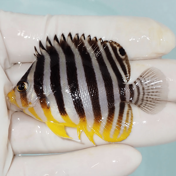 【現物13】シマヤッコ 6cm±