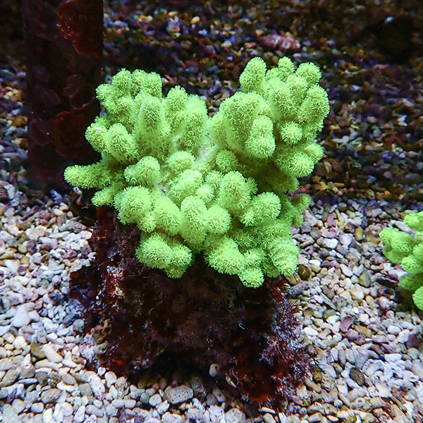 【サンゴ現物13】トサカ.sp 9-11cm沖縄産