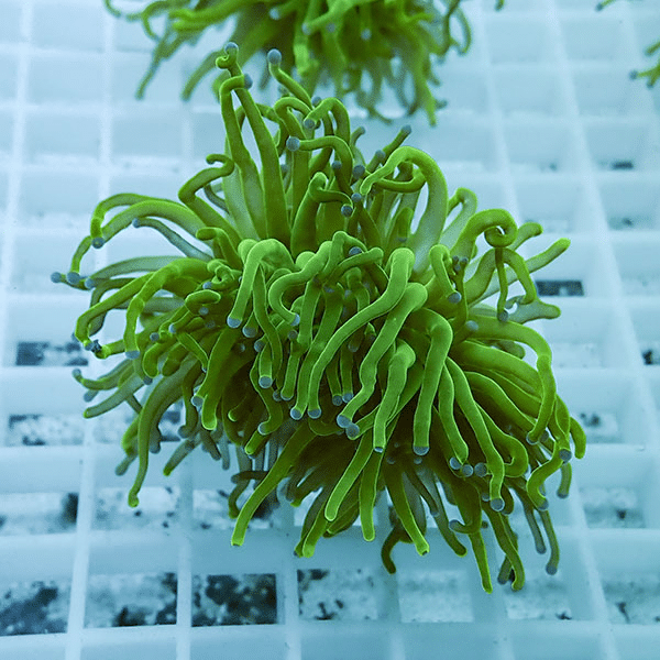 【サンゴ現物14】フラワーコーラルフラグ