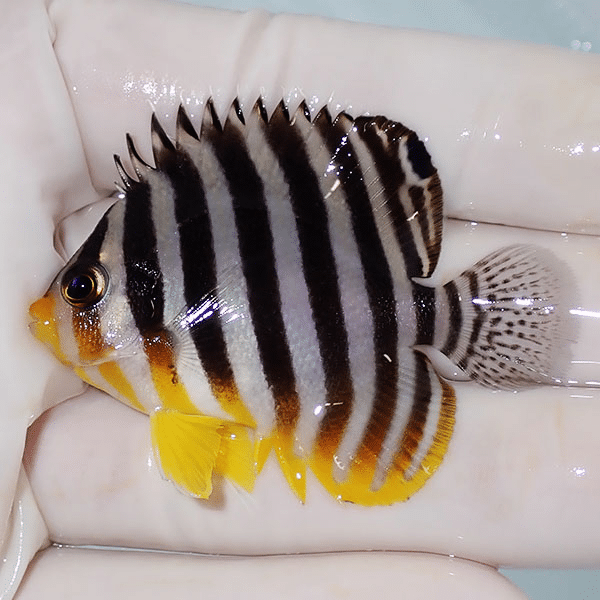 【現物14】シマヤッコ 5.5cm±