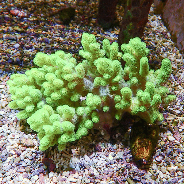 【サンゴ現物14】トサカ.sp 16-10cm沖縄産