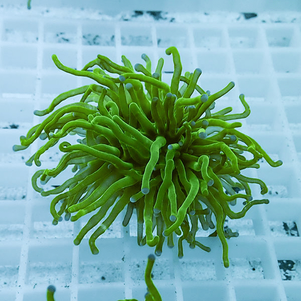 【サンゴ現物15】フラワーコーラルフラグ