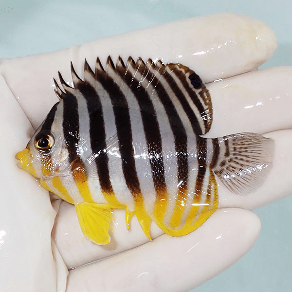 【現物15】シマヤッコ 6.5cm±