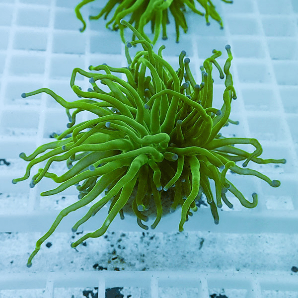 【サンゴ現物16】フラワーコーラルフラグ