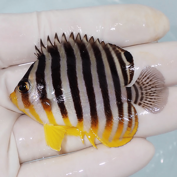 【現物16】シマヤッコ 6cm±