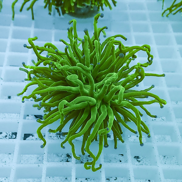 【サンゴ現物17】フラワーコーラルフラグ