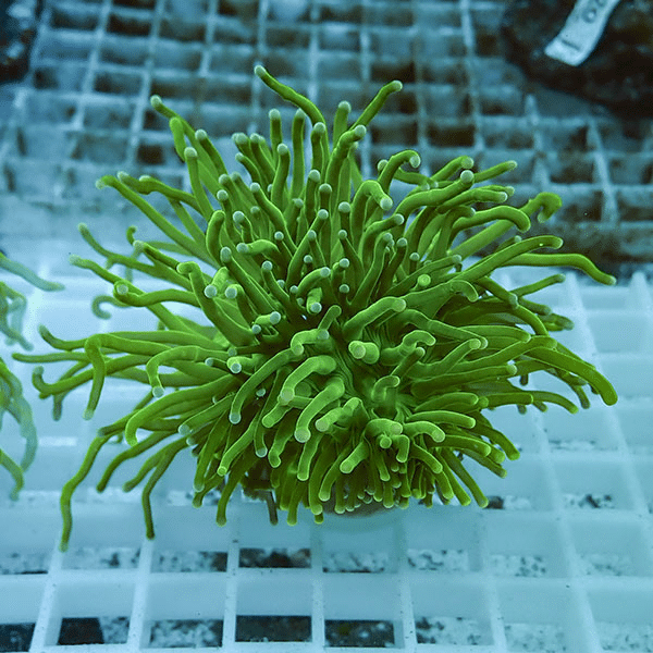 【サンゴ現物18】フラワーコーラルフラグ