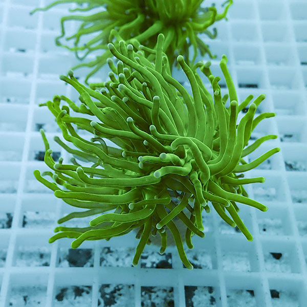 【サンゴ現物19】フラワーコーラルフラグ