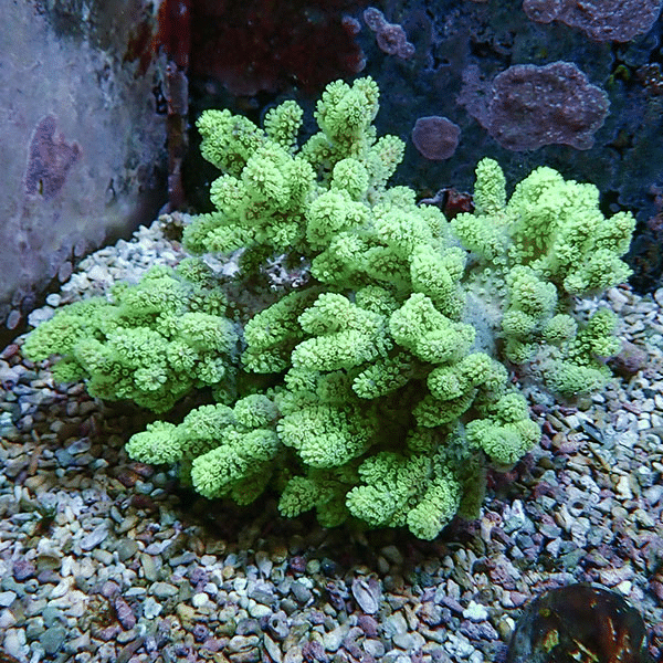 【サンゴ現物1】トサカ.sp 13-11cm 沖縄産