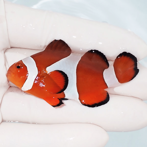 【現物1】カクレクマノミbig 6.5cm±