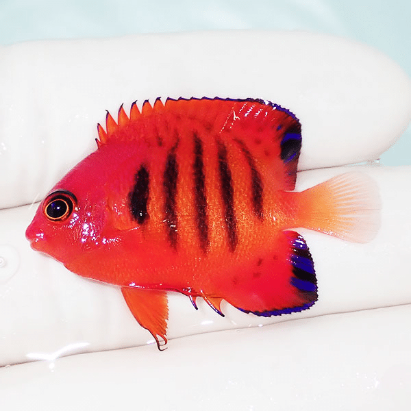 【現物1】フレームエンゼル 4.2cm