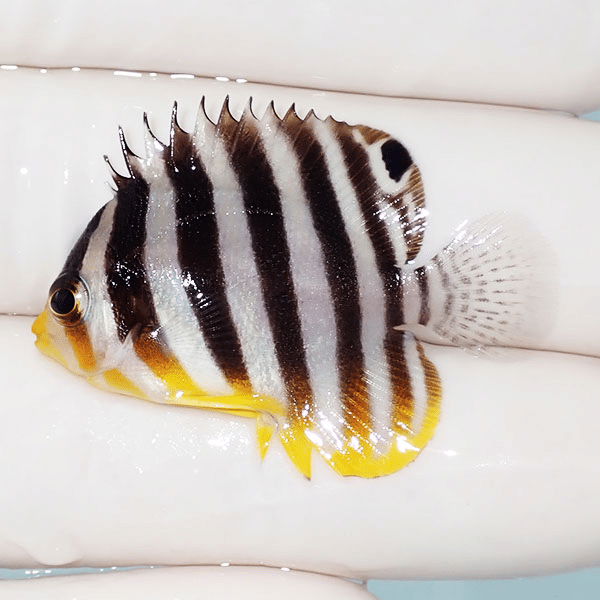 【現物1】シマヤッコ 3.8cm±