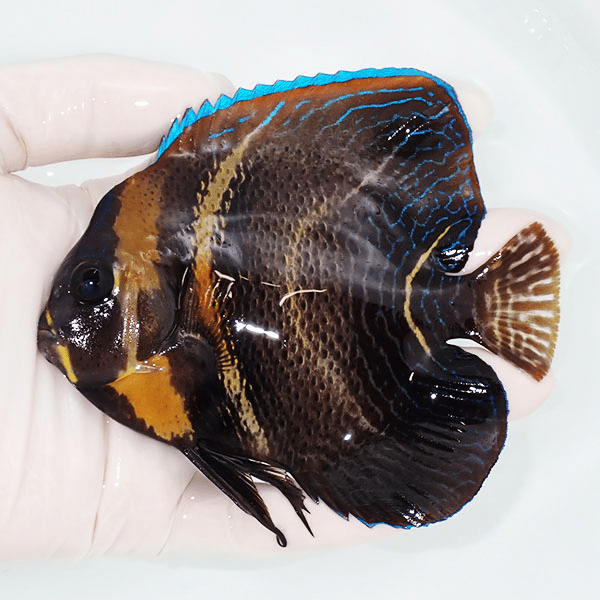 【現物1】コルテツエンゼル 12cm±