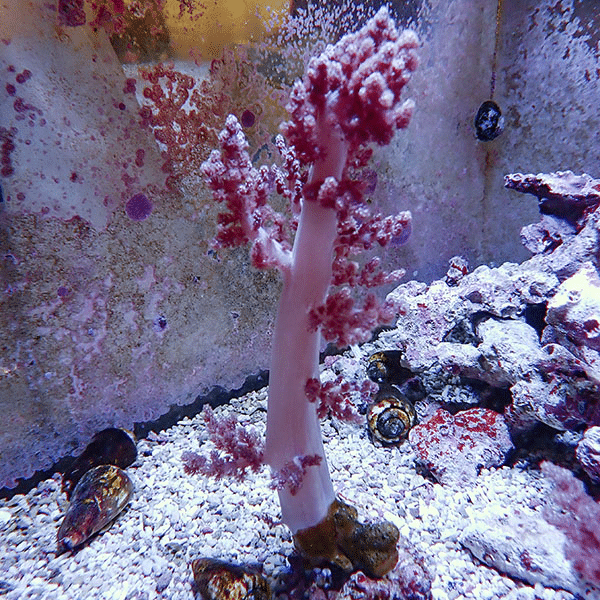 【サンゴ現物1】チヂミトサカ 7-23cm 沖縄産