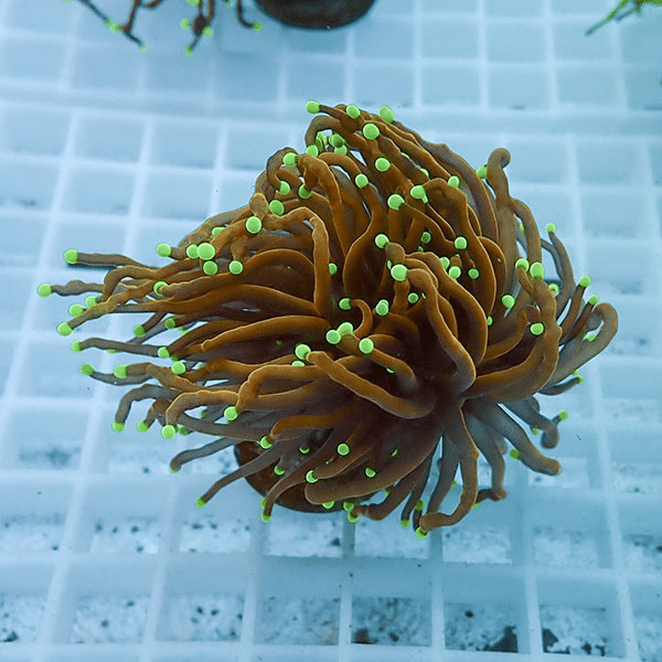 【サンゴ現物1】フラワーコーラルフラグ