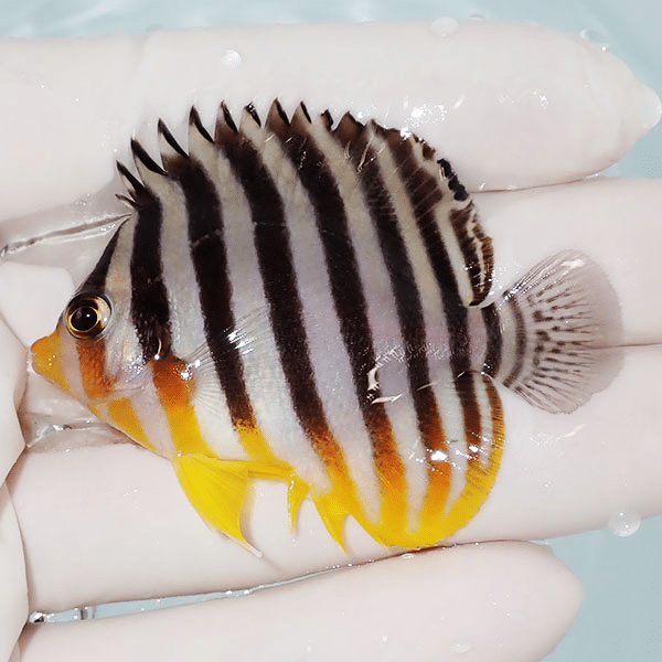 【現物1】シマヤッコ 5.5cm±