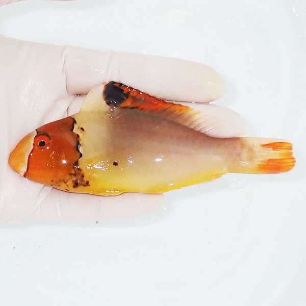 【現物】イロブダイ 13cm±