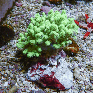 Bright green coral-like soft coral growing on a rock amid gravel in an aquarium with a red starfish nearby (background)