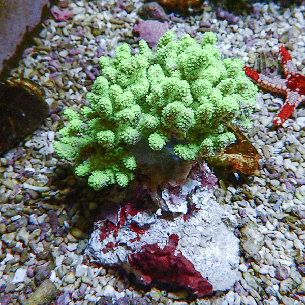 Bright green coral-like soft coral growing on a rock amid gravel in an aquarium with a red starfish nearby (background)