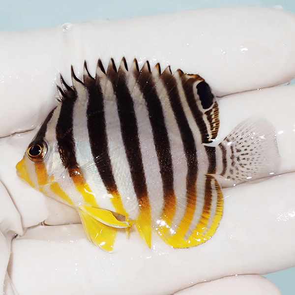 【現物1】シマヤッコ 5cm±