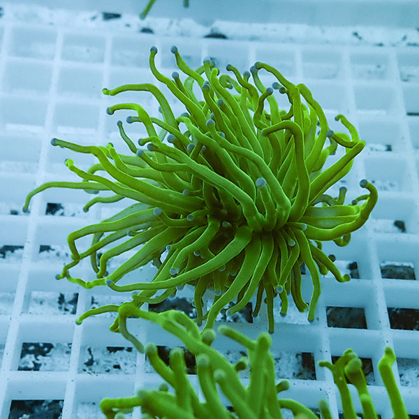 【サンゴ現物20】フラワーコーラルフラグ