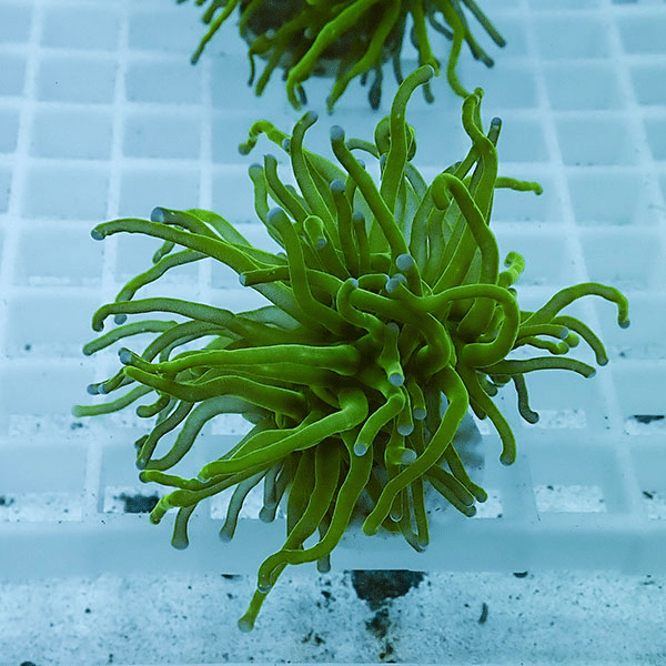 【サンゴ現物21】フラワーコーラルフラグ