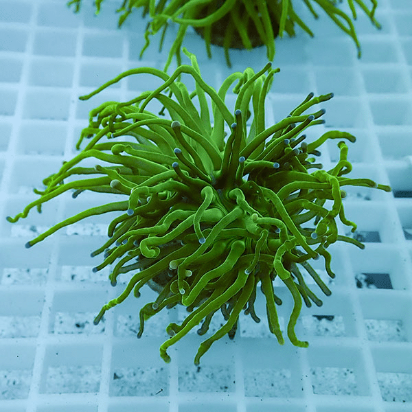 【サンゴ現物22】フラワーコーラルフラグ