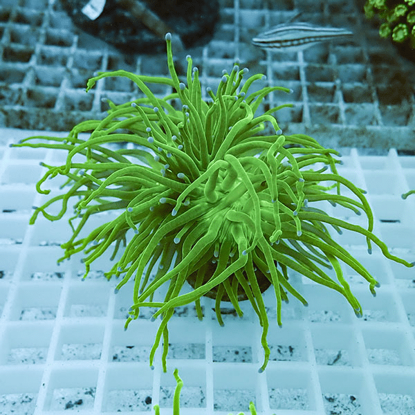 【サンゴ現物23】フラワーコーラルフラグ